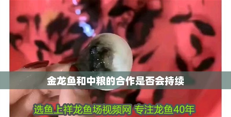 金龍魚和中糧的合作是否會持續(xù)