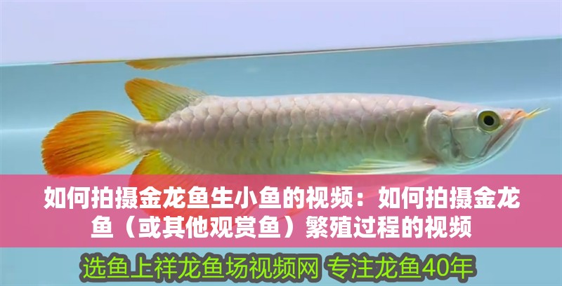 如何拍攝金龍魚生小魚的視頻：如何拍攝金龍魚（或其他觀賞魚）繁殖過程的視頻 如何拍攝金龍魚生小魚的視頻：如何拍攝金龍魚（或其他觀賞魚）繁殖過程的視頻 龍魚百科