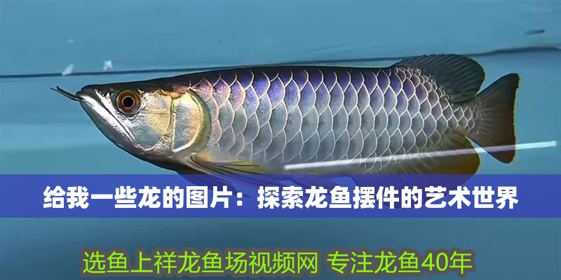 魚缸過濾器選購指南:自制魚缸過濾器魚缸上置過濾器對于養(yǎng)魚愛好者的必備知識 給我一些龍的圖片:探索龍魚擺件的藝術世界 水族問答 給我一些龍的圖片:探索龍魚擺件的藝術世界 給我一些龍的圖片:探索龍魚擺件的藝術世界 水族問答