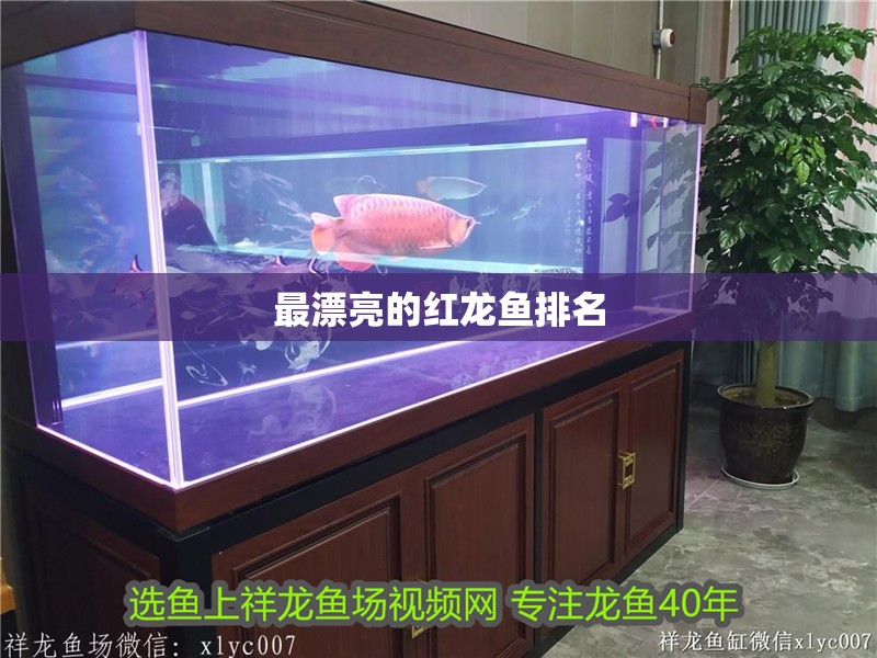 最漂亮的紅龍魚排名