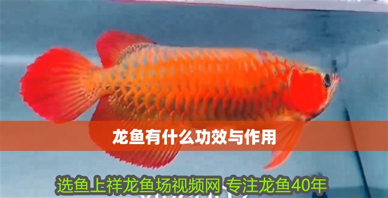 龍魚有什么功效與作用