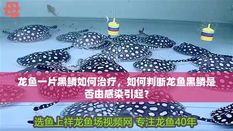 龍魚一片黑鱗如何治療，如何判斷龍魚黑鱗是否由感染引起？