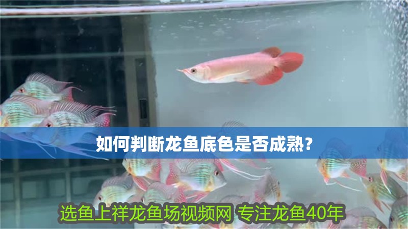 如何判斷龍魚底色是否成熟？ 如何判斷龍魚底色是否成熟？ 龍魚百科