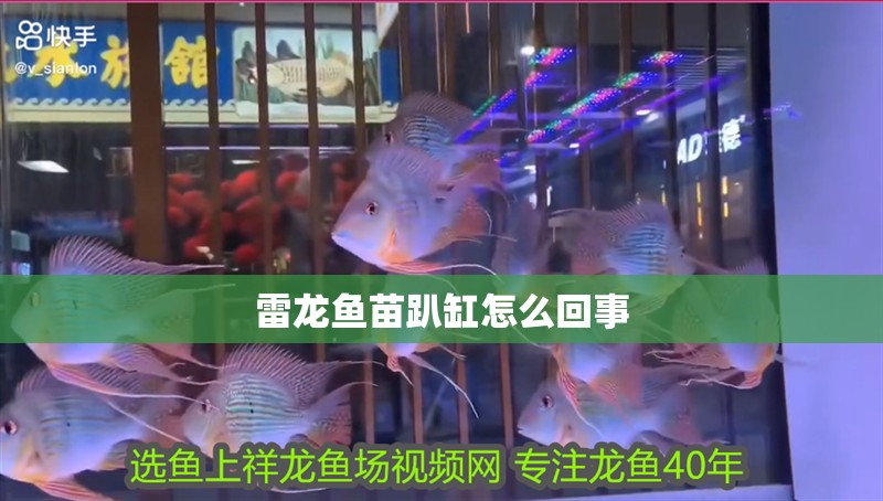 雷龍魚苗趴缸怎么回事