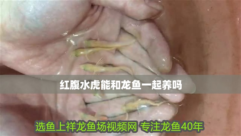 紅腹水虎能和龍魚一起養嗎
