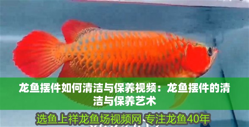 龍魚擺件如何清潔與保養視頻：龍魚擺件的清潔與保養藝術