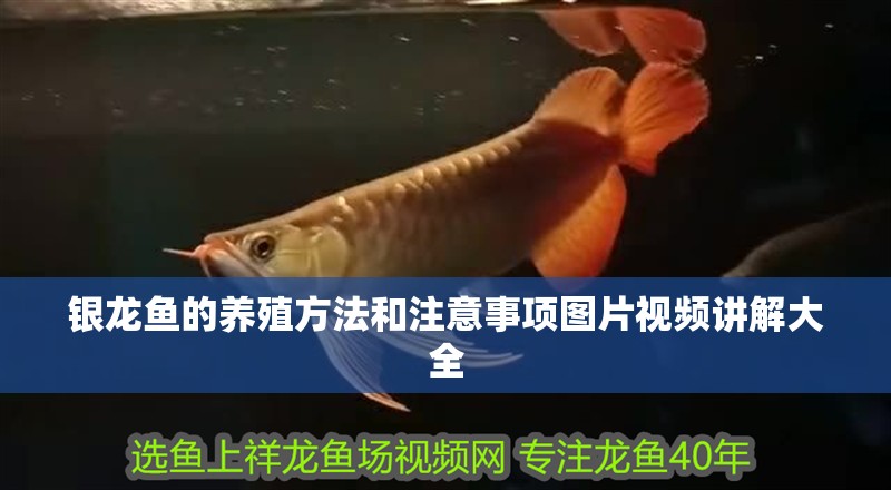 銀龍魚的養殖方法和注意事項圖片視頻講解大全