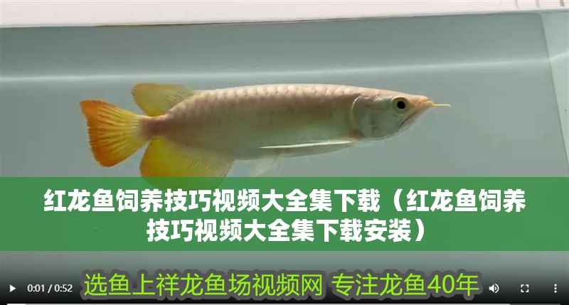 紅龍魚飼養技巧視頻大全集下載（紅龍魚飼養技巧視頻大全集下載安裝）