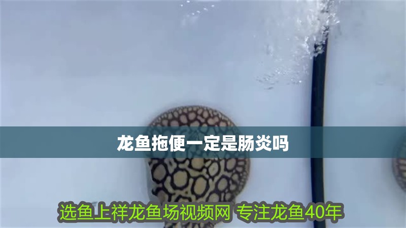 龍魚拖便一定是腸炎嗎