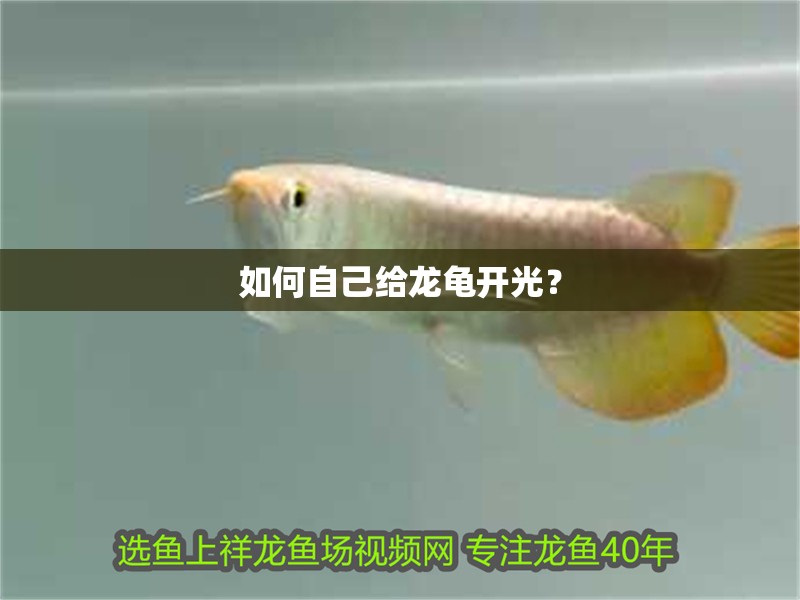 如何自己給龍龜開光？ 如何自己給龍龜開光？ 龍魚百科