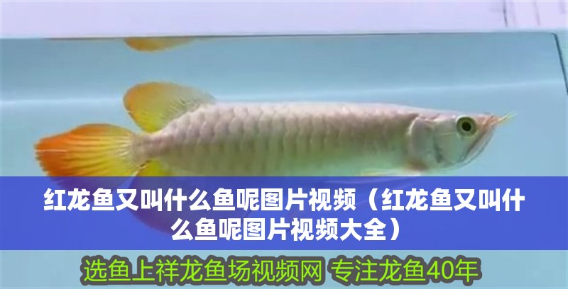 紅龍魚又叫什么魚呢圖片視頻（紅龍魚又叫什么魚呢圖片視頻大全）