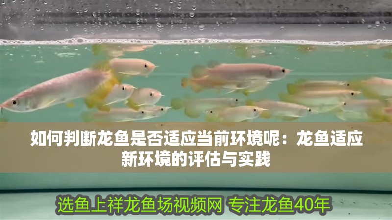 如何判斷龍魚是否適應當前環境呢：龍魚適應新環境的評估與實踐