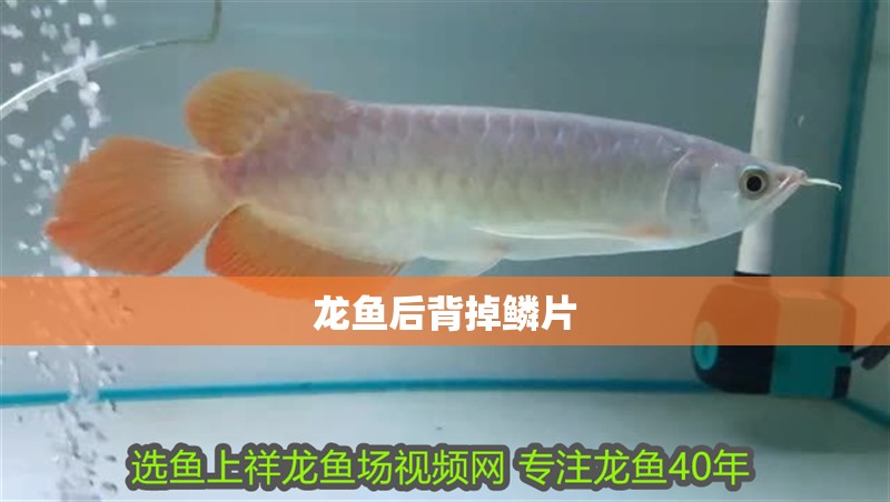 龍魚后背掉鱗片