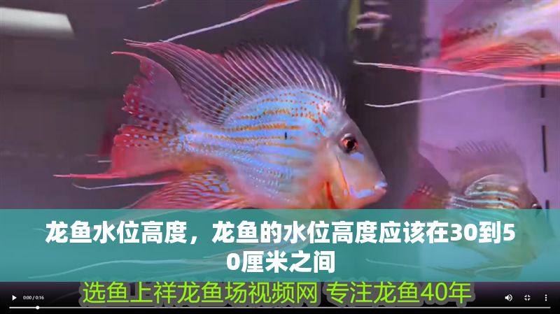龍魚水位高度，龍魚的水位高度應該在30到50厘米之間