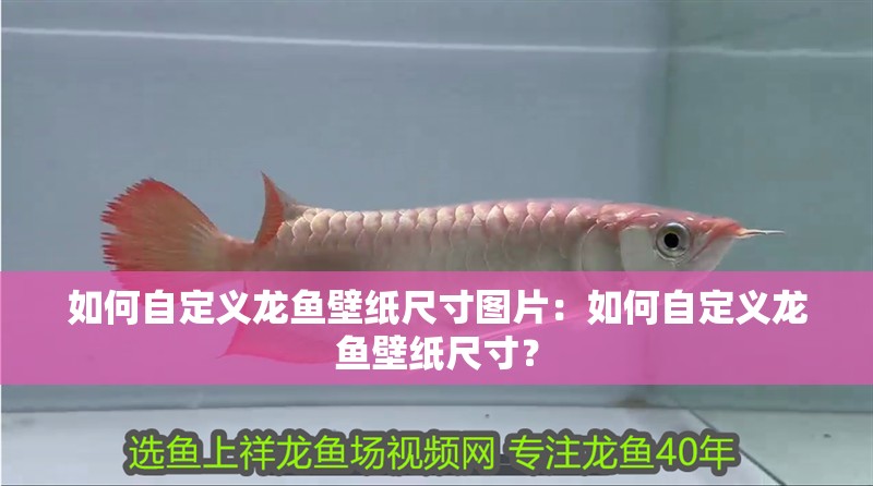 如何自定義龍魚壁紙尺寸圖片：如何自定義龍魚壁紙尺寸？