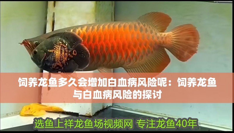 飼養(yǎng)龍魚多久會增加白血病風險呢：飼養(yǎng)龍魚與白血病風險的探討