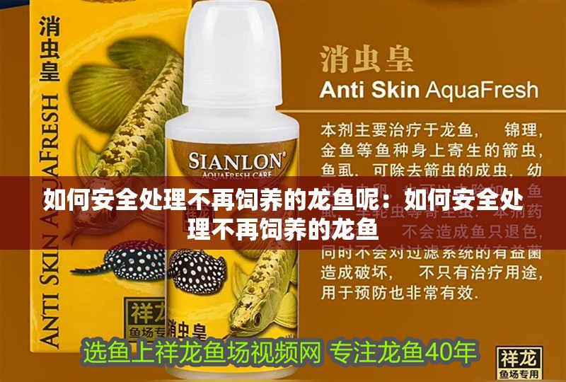 如何安全處理不再飼養的龍魚呢：如何安全處理不再飼養的龍魚