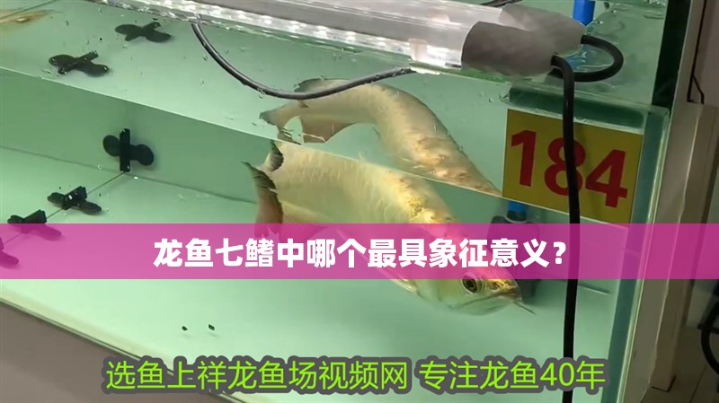 龍魚七鰭中哪個最具象征意義？