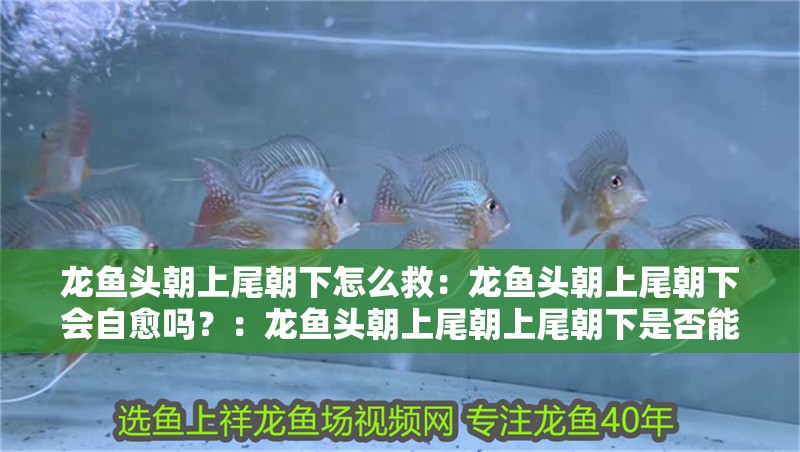 龍魚頭朝上尾朝下怎么救：龍魚頭朝上尾朝下會(huì)自愈嗎？：龍魚頭朝上尾朝上尾朝下是否能自愈，龍魚頭朝下是否能自愈