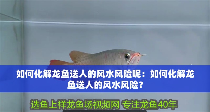 如何化解龍魚送人的風(fēng)水風(fēng)險(xiǎn)呢：如何化解龍魚送人的風(fēng)水風(fēng)險(xiǎn)？