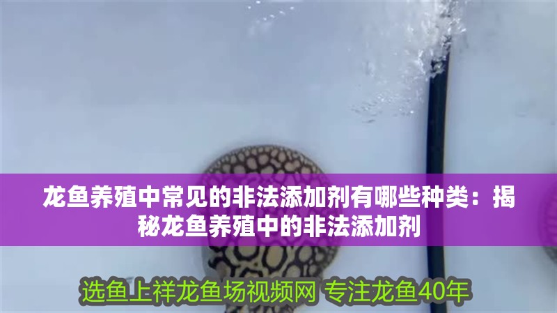 龍魚養殖中常見的非法添加劑有哪些種類：揭秘龍魚養殖中的非法添加劑