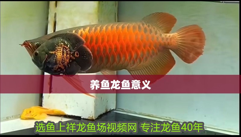 養魚龍魚意義 養魚龍魚意義 龍魚百科