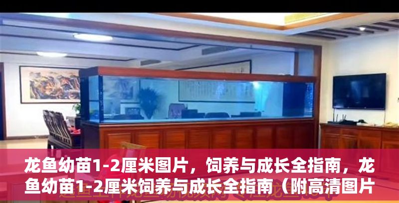 龍魚幼苗1-2厘米圖片，飼養與成長全指南，龍魚幼苗1-2厘米飼養與成長全指南（附高清圖片）