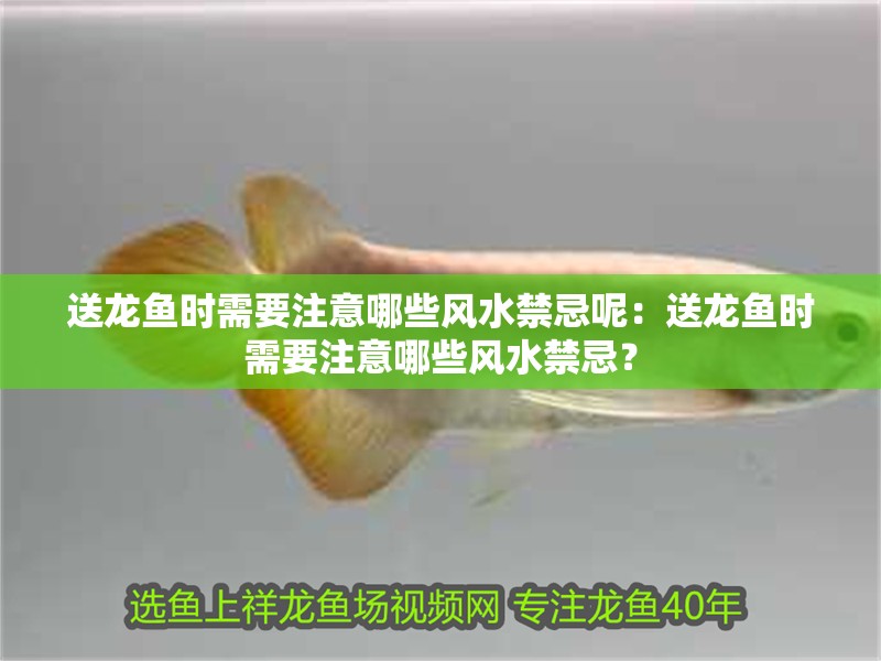 送龍魚時需要注意哪些風水禁忌呢：送龍魚時需要注意哪些風水禁忌？