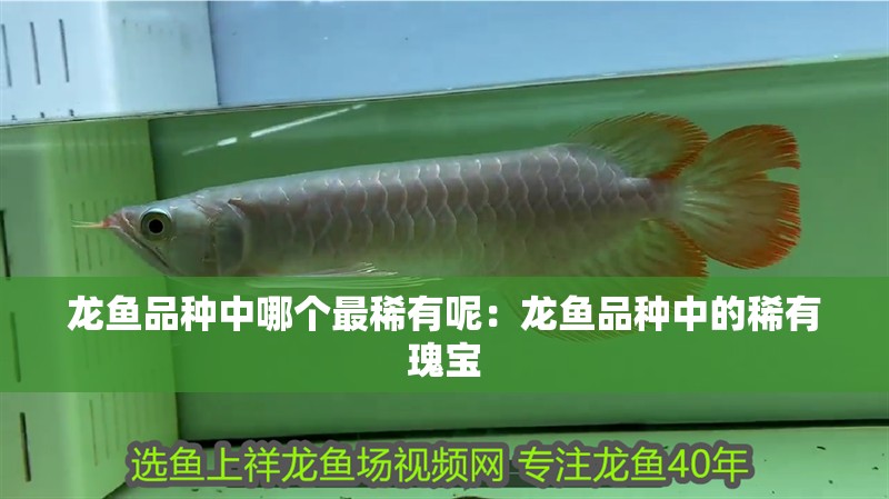 龍魚品種中哪個(gè)最稀有呢：龍魚品種中的稀有瑰寶