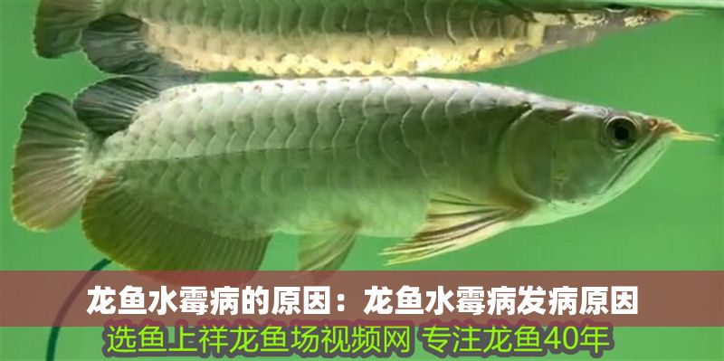 龍魚水霉病的原因：龍魚水霉病發病原因