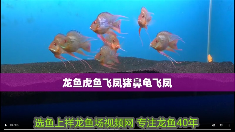 龍魚虎魚飛鳳豬鼻龜飛鳳