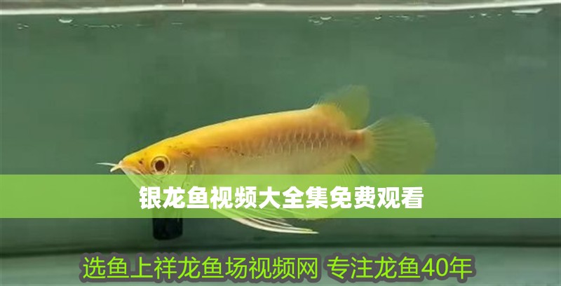 銀龍魚(yú)視頻大全集免費(fèi)觀看