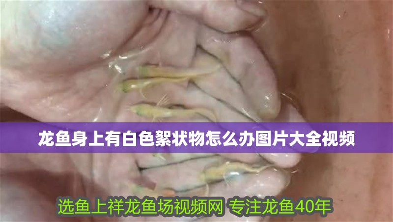 龍魚身上有白色絮狀物怎么辦圖片大全視頻 龍魚身上有白色絮狀物怎么辦圖片大全視頻 龍魚百科