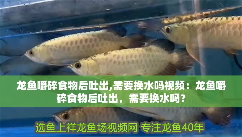 龍魚嚼碎食物后吐出,需要換水嗎視頻：龍魚嚼碎食物后吐出，需要換水嗎？