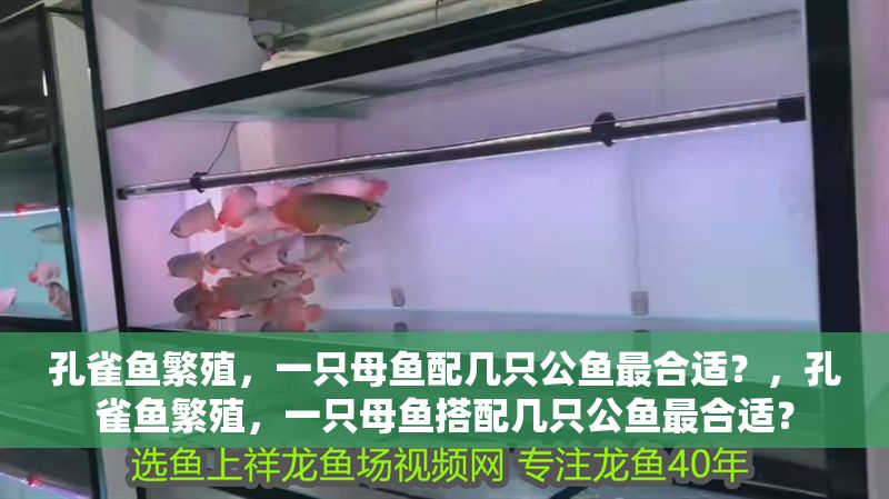 孔雀魚繁殖，一只母魚配幾只公魚最合適？，孔雀魚繁殖，一只母魚搭配幾只公魚最合適？
