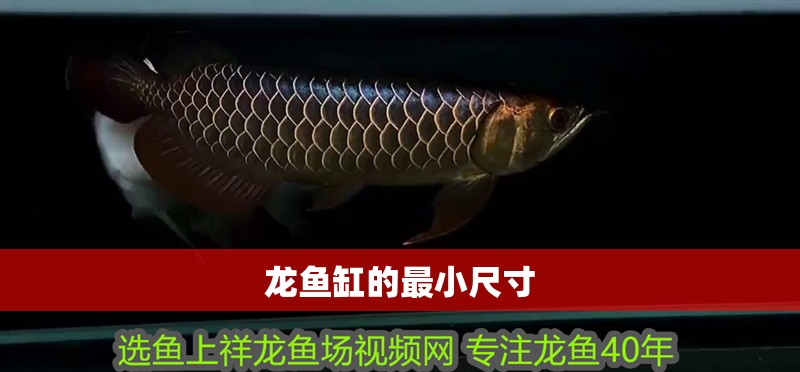 龍魚(yú)缸的最小尺寸 龍魚(yú)缸的最小尺寸 龍魚(yú)百科