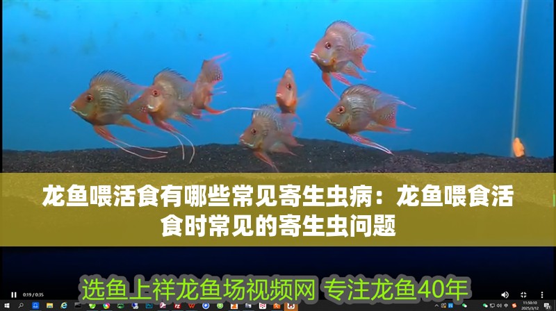 龍魚喂活食有哪些常見寄生蟲病：龍魚喂食活食時常見的寄生蟲問題