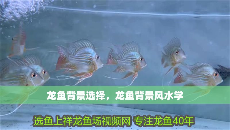 龍魚背景選擇，龍魚背景風水學