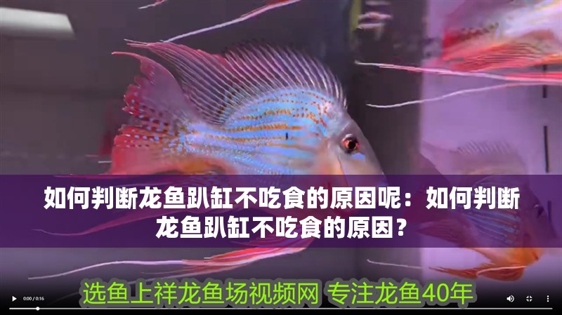 如何判斷龍魚趴缸不吃食的原因呢：如何判斷龍魚趴缸不吃食的原因？