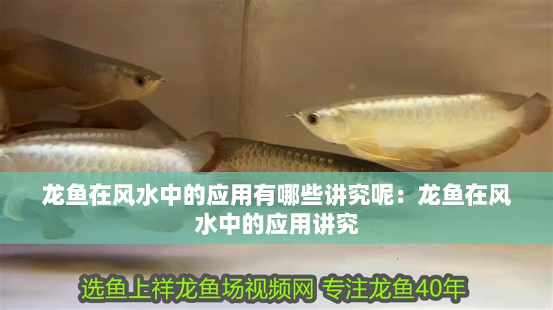 龍魚在風水中的應用有哪些講究呢：龍魚在風水中的應用講究 龍魚在風水中的應用有哪些講究呢：龍魚在風水中的應用講究 水族問答