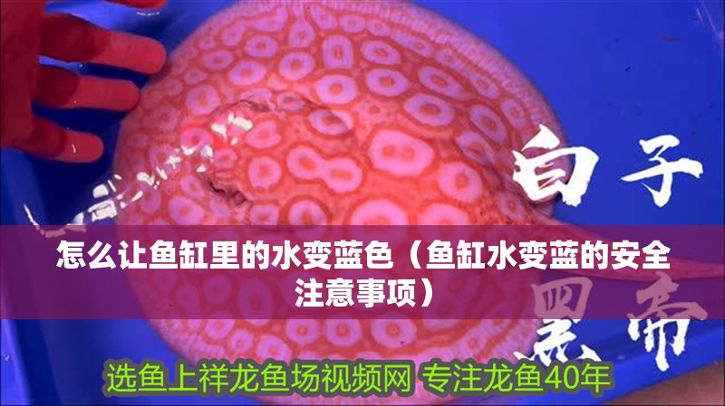 怎么讓魚缸里的水變藍色（魚缸水變藍的安全注意事項） 怎么讓魚缸里的水變藍色（魚缸水變藍的安全注意事項） 龍魚百科
