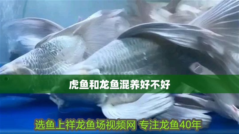 虎魚和龍魚混養好不好