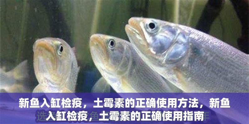 新魚入缸檢疫，土霉素的正確使用方法，新魚入缸檢疫，土霉素的正確使用指南