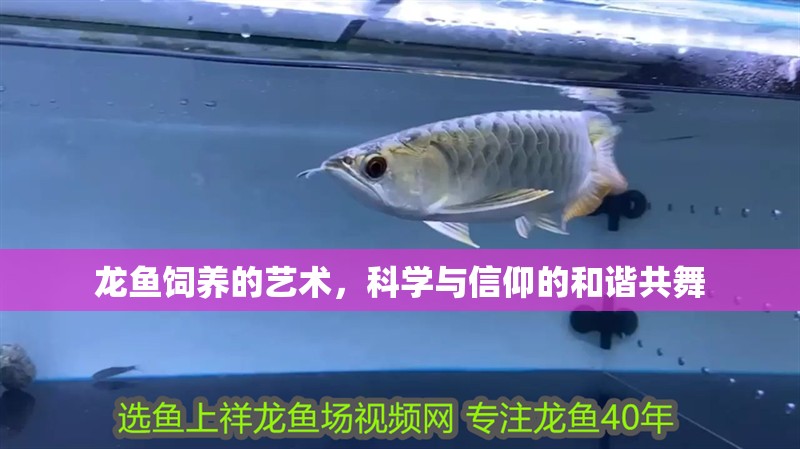 龍魚(yú)飼養(yǎng)的藝術(shù)，科學(xué)與信仰的和諧共舞