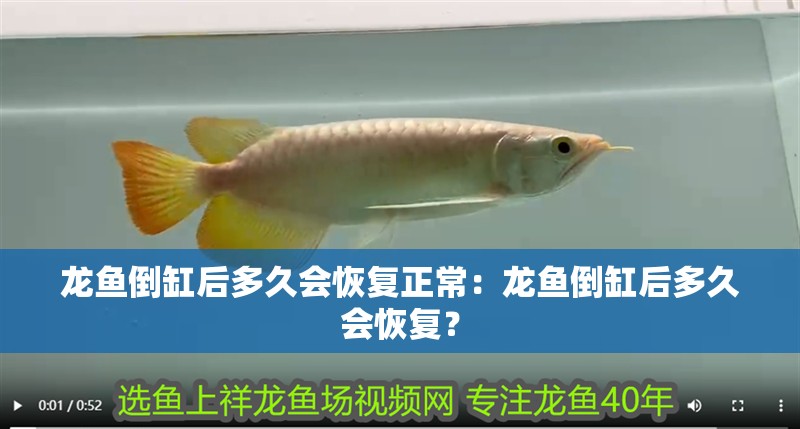 龍魚倒缸后多久會恢復正常：龍魚倒缸后多久會恢復？