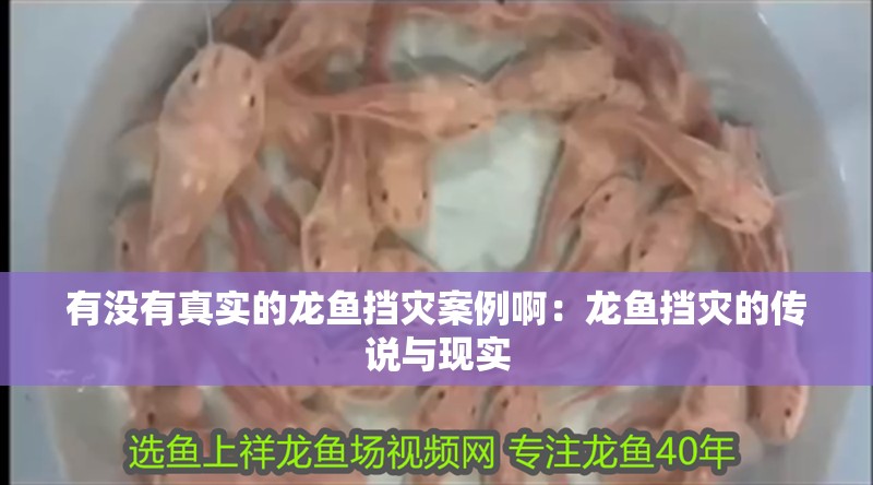 有沒有真實的龍魚擋災案例啊：龍魚擋災的傳說與現實