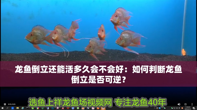 龍魚(yú)倒立還能活多久會(huì)不會(huì)好：如何判斷龍魚(yú)倒立是否可逆？