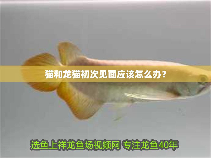 貓和龍貓初次見面應該怎么辦？