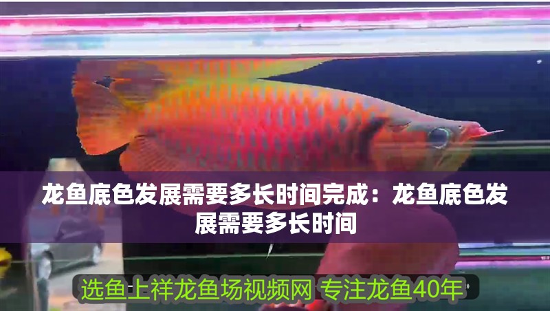 龍魚底色發展需要多長時間完成：龍魚底色發展需要多長時間