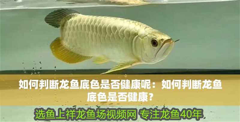 如何判斷龍魚底色是否健康呢：如何判斷龍魚底色是否健康？
